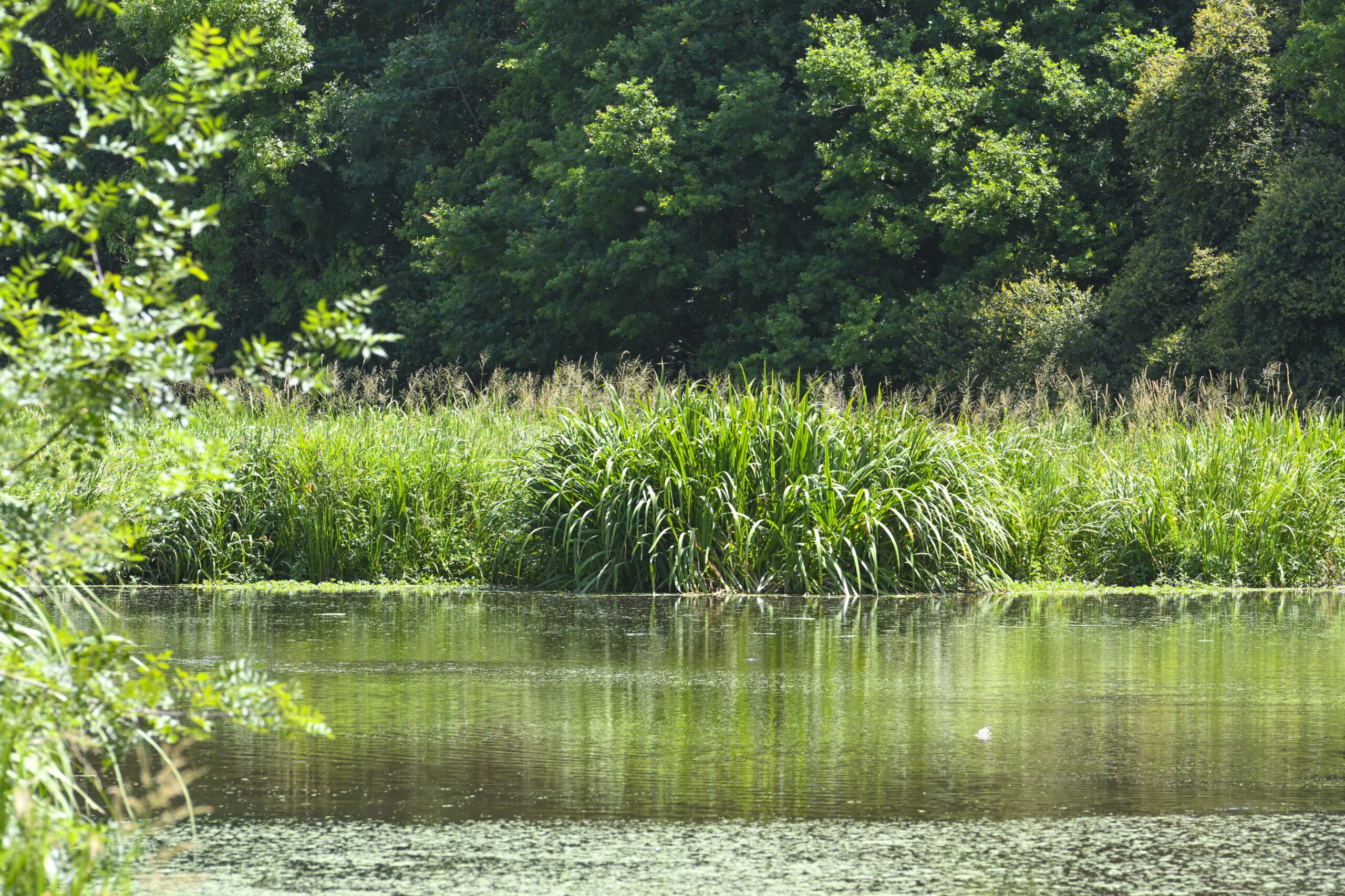 2025_Vallon-Verdier_Zone4_Crédit_Delphine-Lethu_pour_Edenn (1)