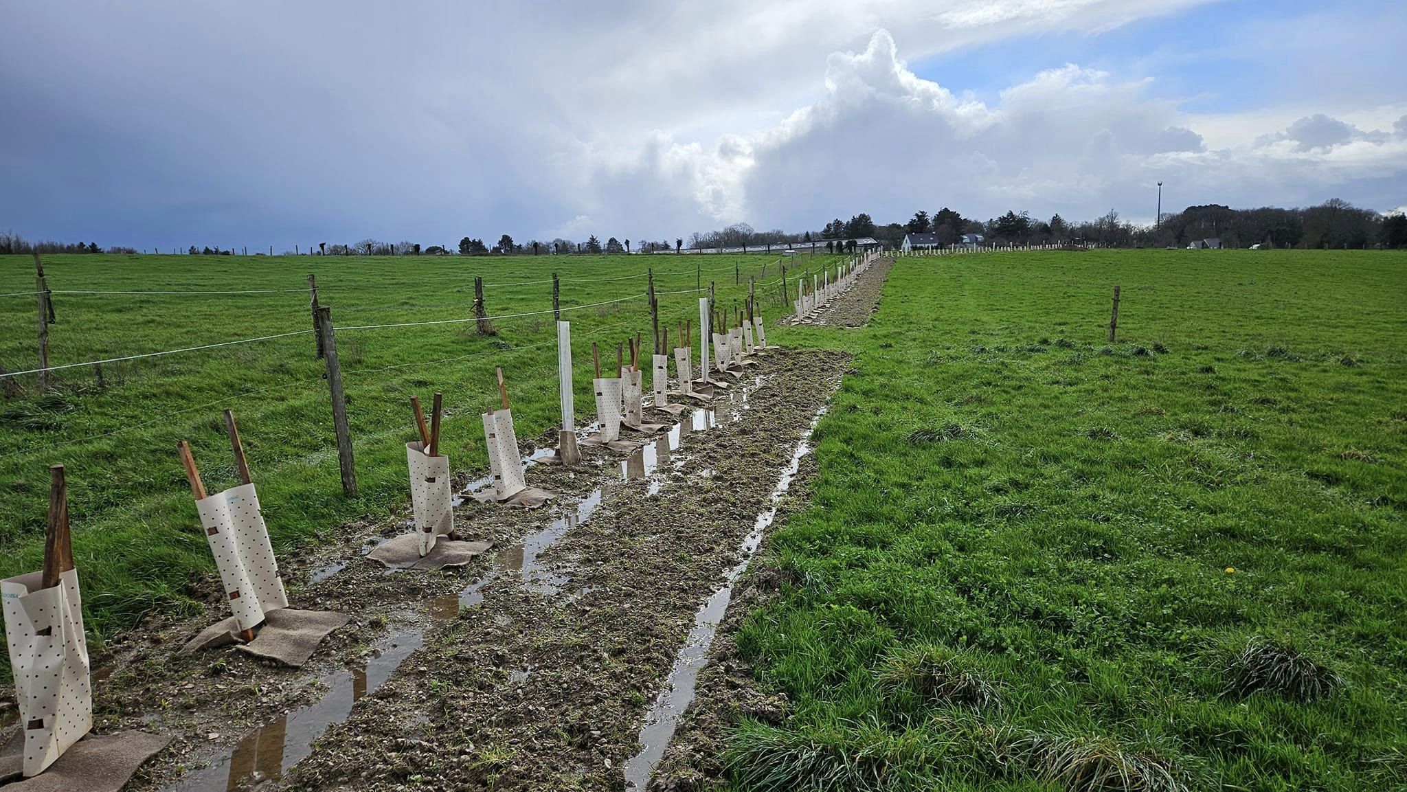 Plantation haie_programmeEdenn_Crédit_Edenn