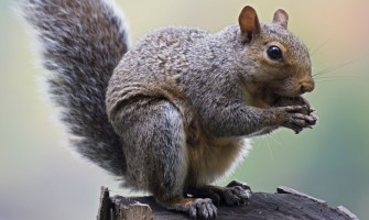 Eastern Gray Squirrel - Eating nuts in tree  (Sciurus carolinensis)     Date: